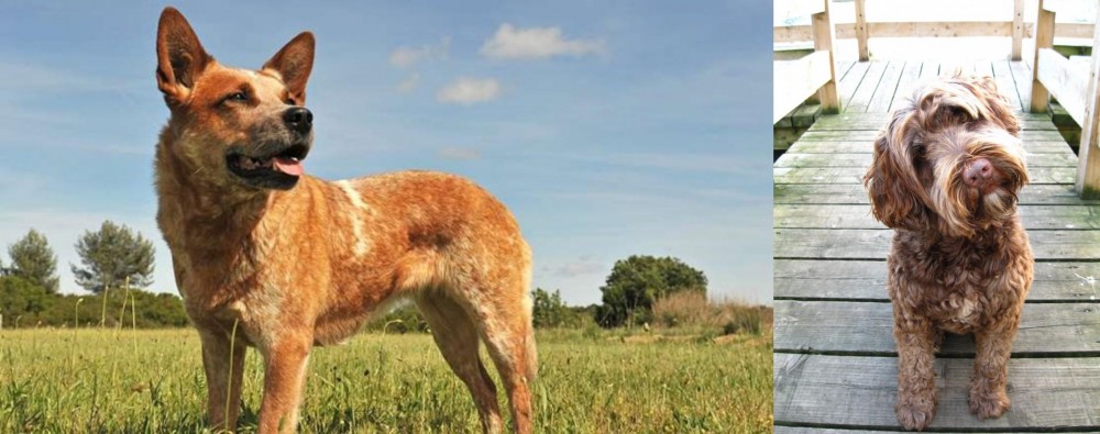 Portuguese Water Dog vs Australian Red Heeler - Breed Comparison