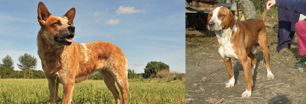 Posavac Hound vs Australian Red Heeler - Breed Comparison