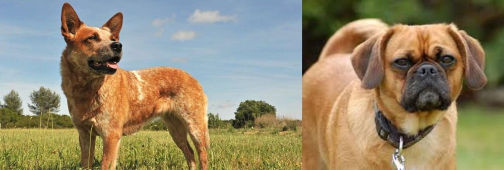 Pugalier vs Australian Red Heeler - Breed Comparison