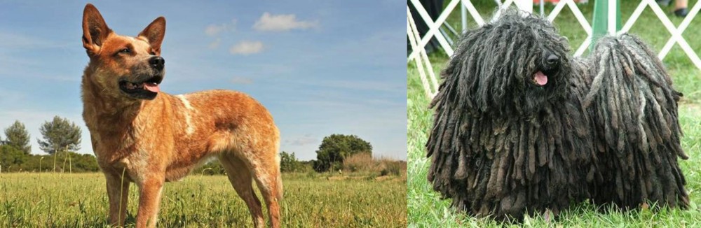Puli vs Australian Red Heeler - Breed Comparison