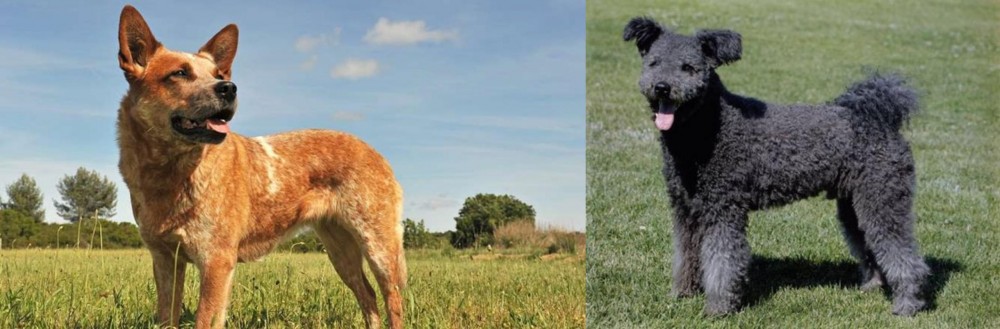 Pumi vs Australian Red Heeler - Breed Comparison
