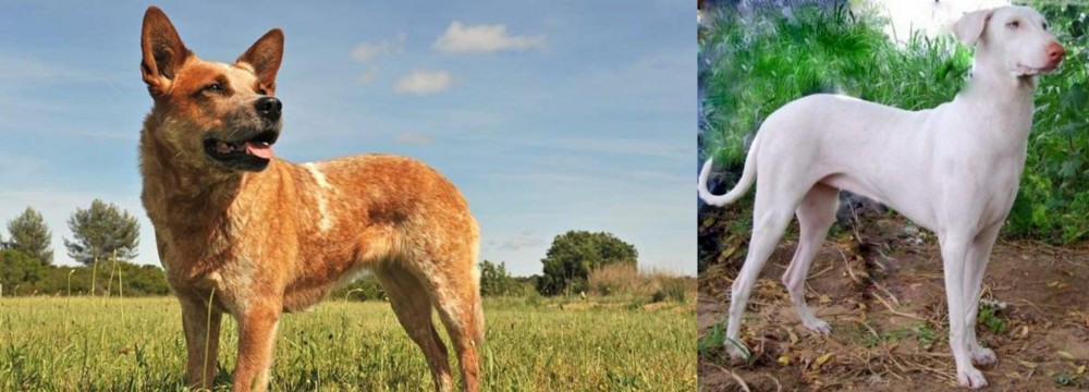 Rajapalayam vs Australian Red Heeler - Breed Comparison