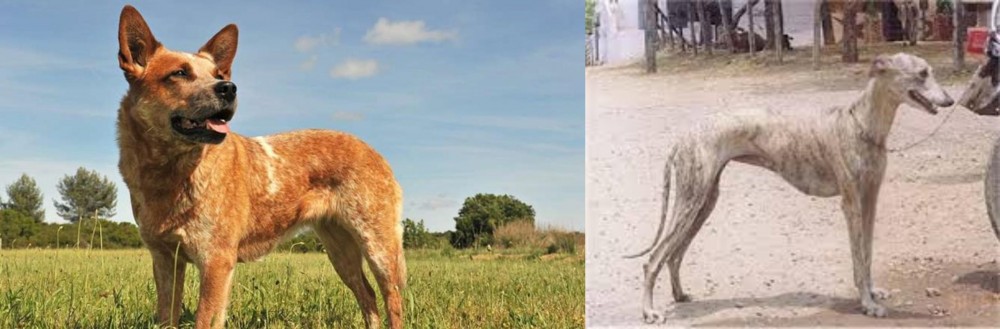 Rampur Greyhound vs Australian Red Heeler - Breed Comparison