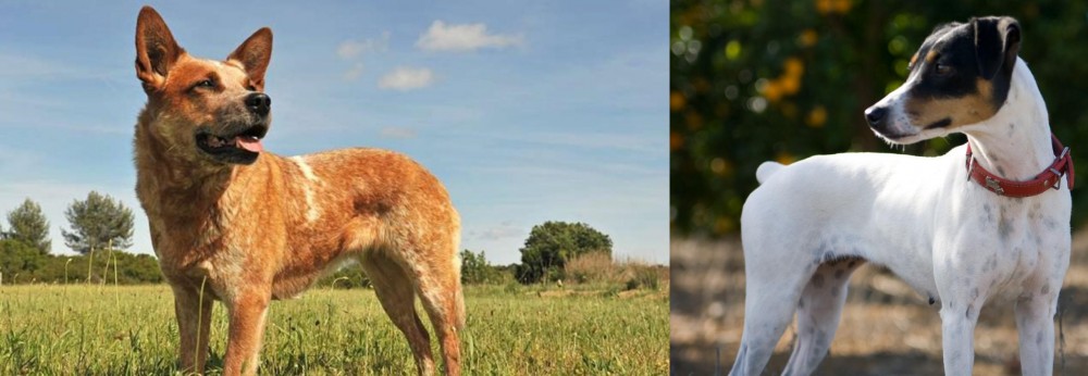 Ratonero Bodeguero Andaluz vs Australian Red Heeler - Breed Comparison