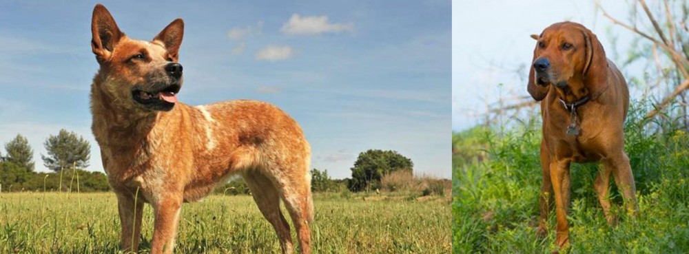 Redbone Coonhound vs Australian Red Heeler - Breed Comparison