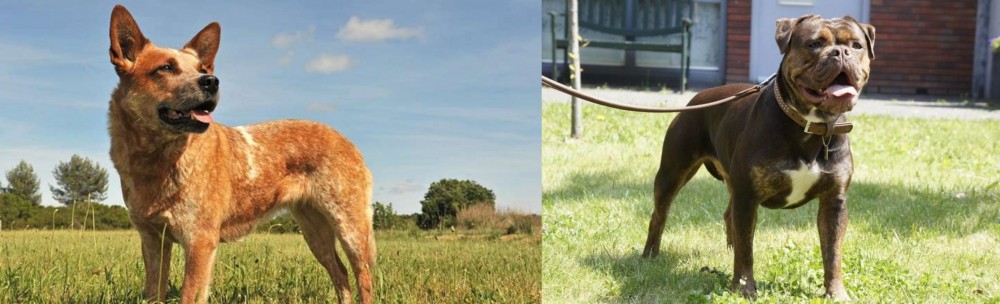 Renascence Bulldogge vs Australian Red Heeler - Breed Comparison