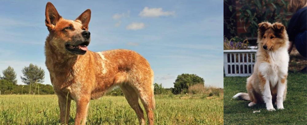 Rough Collie vs Australian Red Heeler - Breed Comparison