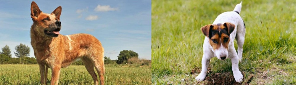 Russell Terrier vs Australian Red Heeler - Breed Comparison