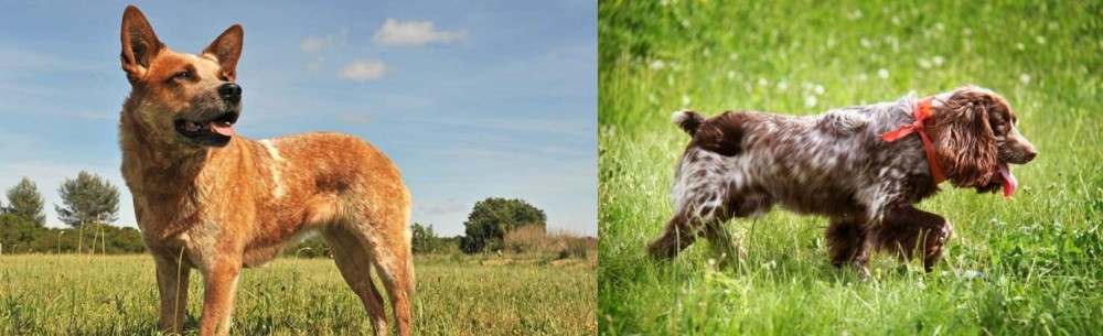Russian Spaniel vs Australian Red Heeler - Breed Comparison
