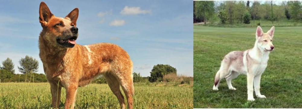 Saarlooswolfhond vs Australian Red Heeler - Breed Comparison