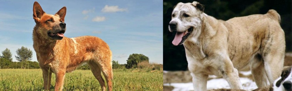 Sage Koochee vs Australian Red Heeler - Breed Comparison