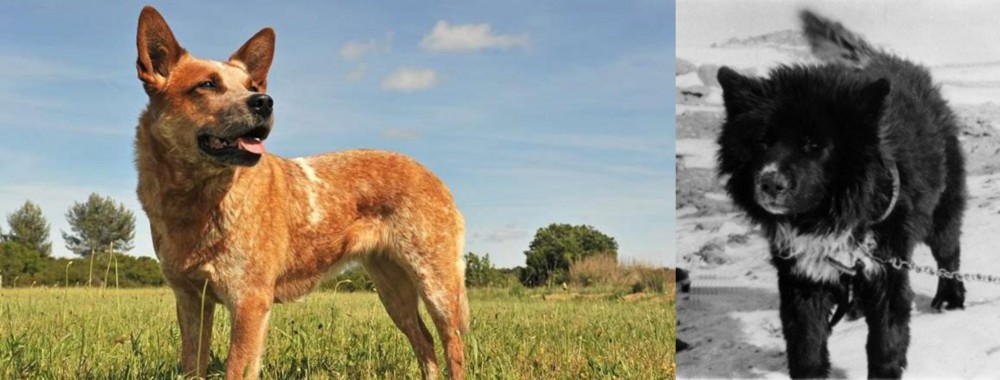 Sakhalin Husky vs Australian Red Heeler - Breed Comparison