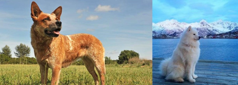 Samoyed vs Australian Red Heeler - Breed Comparison