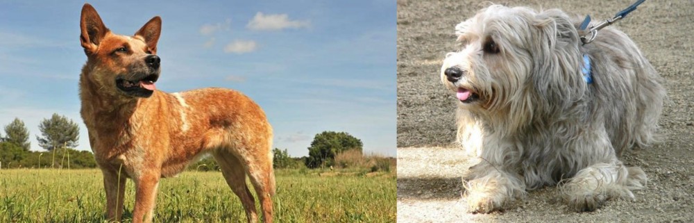Sapsali vs Australian Red Heeler - Breed Comparison