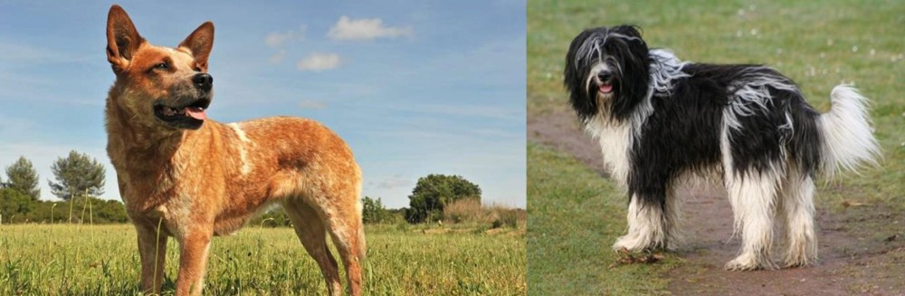 Schapendoes vs Australian Red Heeler - Breed Comparison