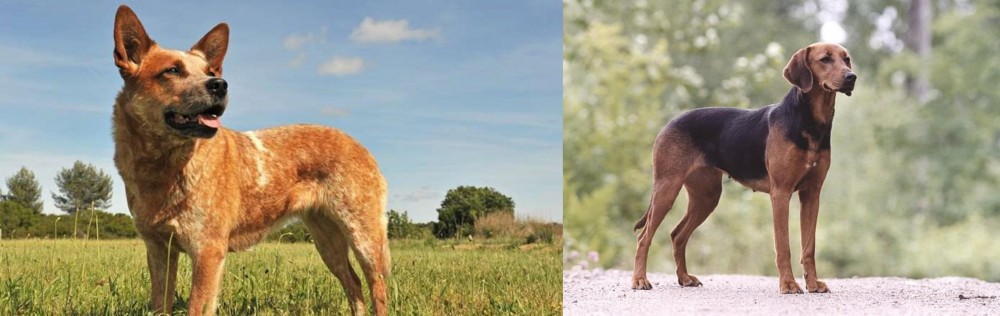 Schillerstovare vs Australian Red Heeler - Breed Comparison