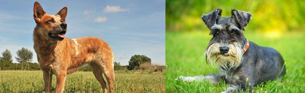 Schnauzer vs Australian Red Heeler - Breed Comparison
