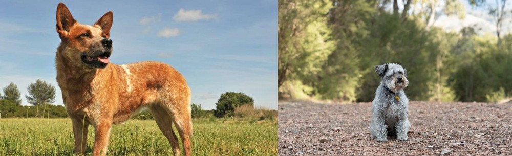 Schnoodle vs Australian Red Heeler - Breed Comparison