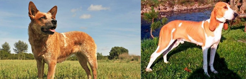 Schweizer Laufhund vs Australian Red Heeler - Breed Comparison