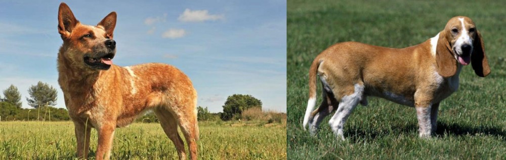 Schweizer Niederlaufhund vs Australian Red Heeler - Breed Comparison