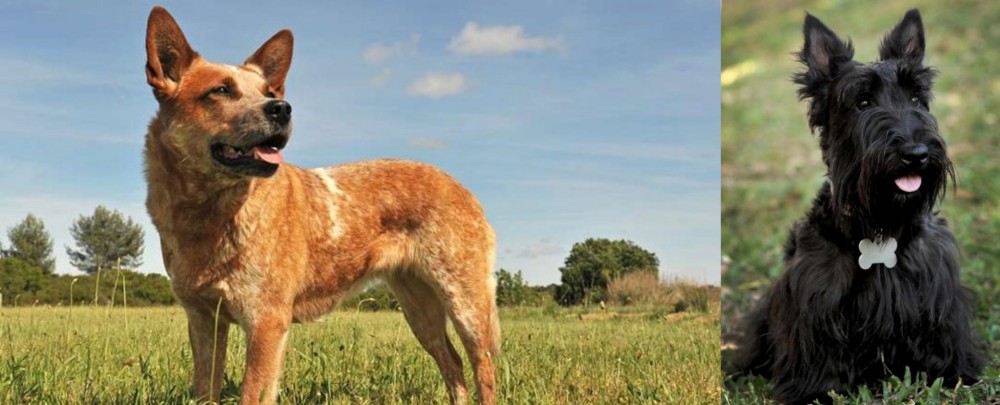 Scoland Terrier vs Australian Red Heeler - Breed Comparison
