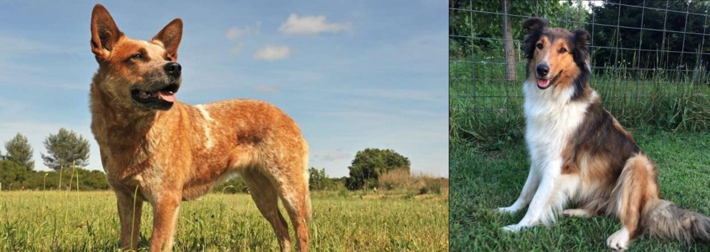 Scotch Collie vs Australian Red Heeler - Breed Comparison