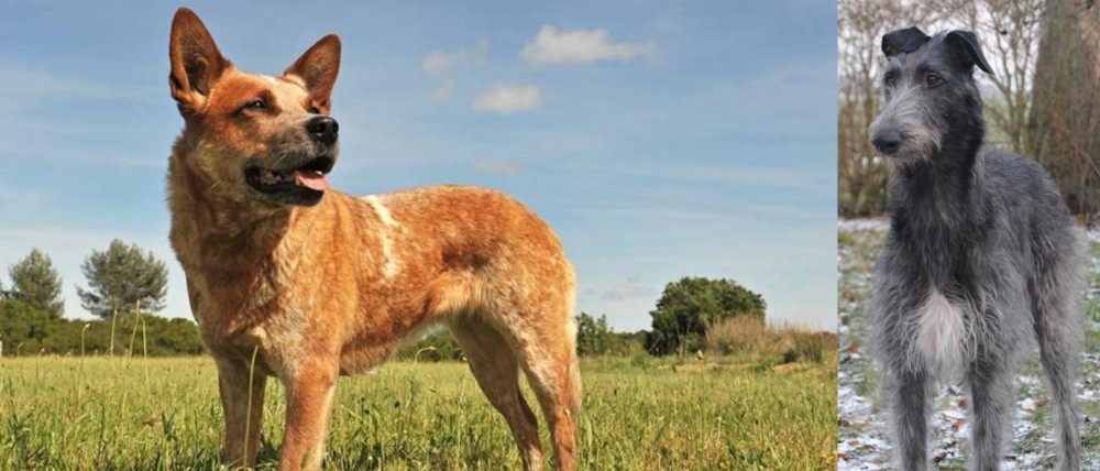 Scottish Deerhound vs Australian Red Heeler - Breed Comparison