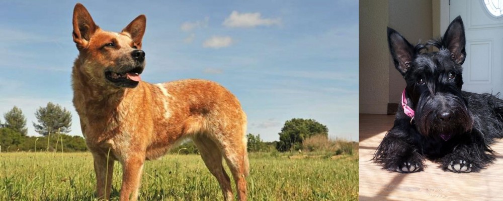 Scottish Terrier vs Australian Red Heeler - Breed Comparison