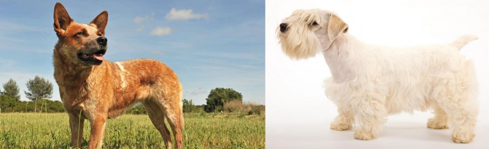Sealyham Terrier vs Australian Red Heeler - Breed Comparison