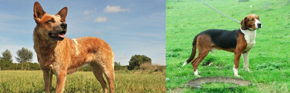 Serbian Tricolour Hound vs Australian Red Heeler - Breed Comparison