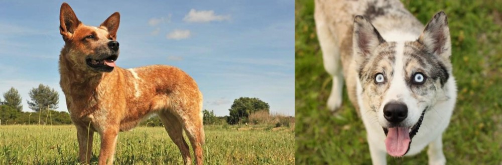 Shepherd Husky vs Australian Red Heeler - Breed Comparison