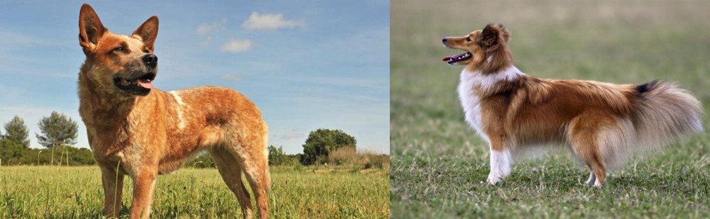 Shetland Sheepdog vs Australian Red Heeler - Breed Comparison
