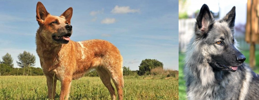 Shiloh Shepherd vs Australian Red Heeler - Breed Comparison