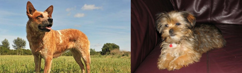 Shorkie vs Australian Red Heeler - Breed Comparison