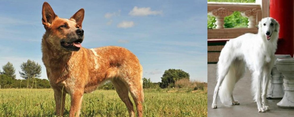 Silken Windhound vs Australian Red Heeler - Breed Comparison