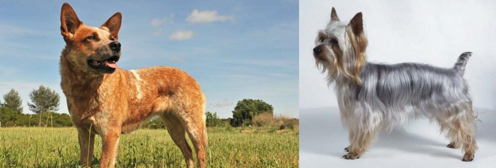 Silky Terrier vs Australian Red Heeler - Breed Comparison