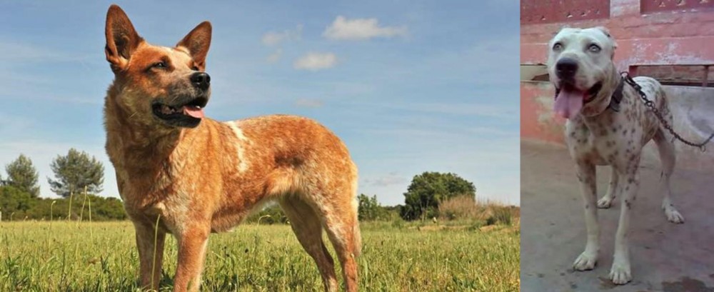 Sindh Mastiff vs Australian Red Heeler - Breed Comparison