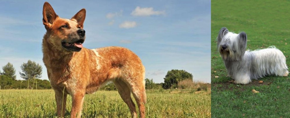 Skye Terrier vs Australian Red Heeler - Breed Comparison
