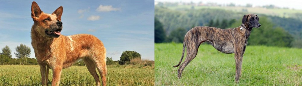Sloughi vs Australian Red Heeler - Breed Comparison
