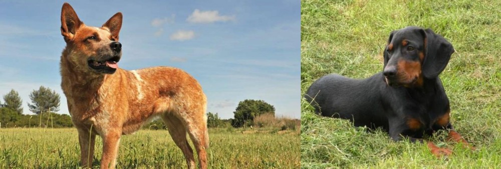 Slovakian Hound vs Australian Red Heeler - Breed Comparison