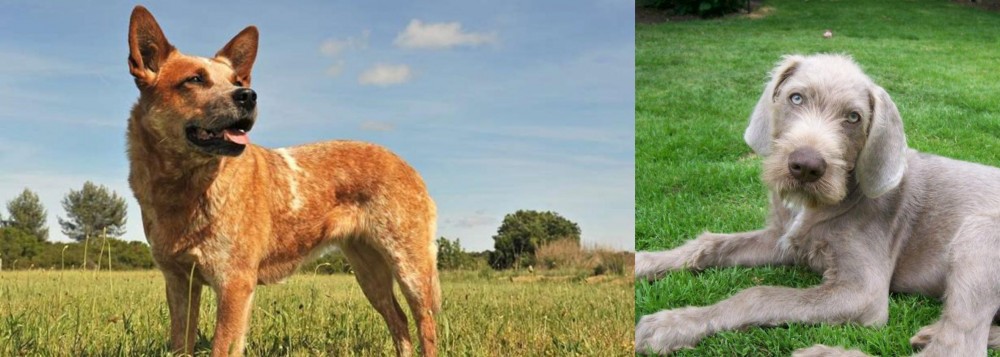 Slovakian Rough Haired Pointer vs Australian Red Heeler - Breed Comparison