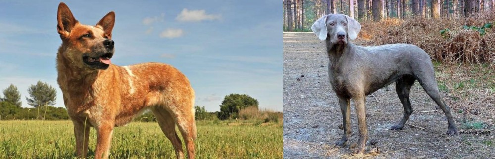 Slovensky Hrubosrsty Stavac vs Australian Red Heeler - Breed Comparison