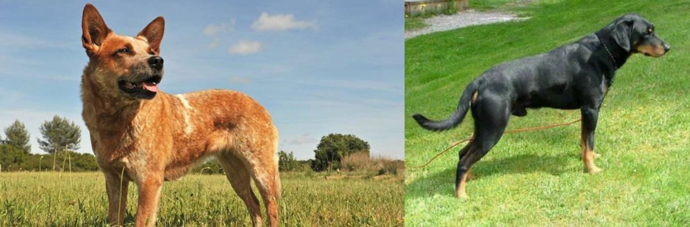Smalandsstovare vs Australian Red Heeler - Breed Comparison