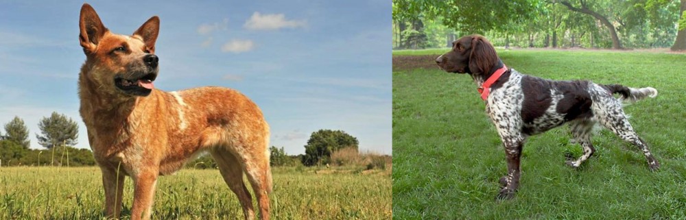 Small Munsterlander vs Australian Red Heeler - Breed Comparison