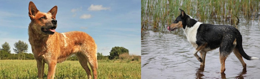 Smooth Collie vs Australian Red Heeler - Breed Comparison