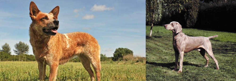 Smooth Haired Weimaraner vs Australian Red Heeler - Breed Comparison
