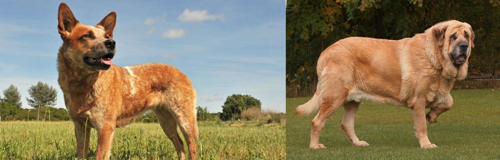Spanish Mastiff vs Australian Red Heeler - Breed Comparison