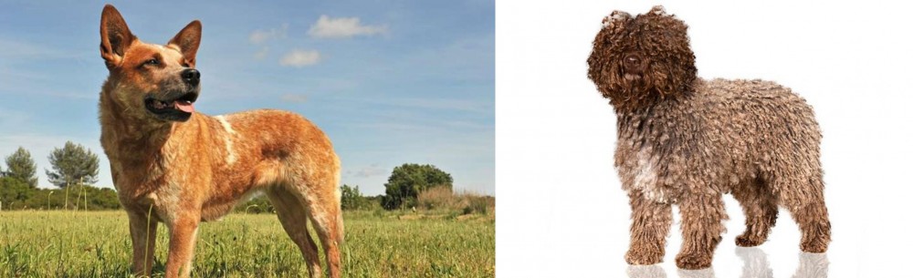 Spanish Water Dog vs Australian Red Heeler - Breed Comparison