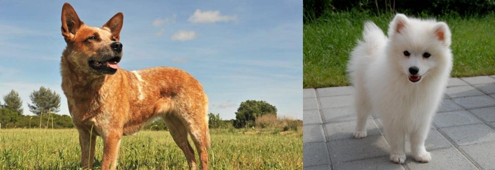 Spitz vs Australian Red Heeler - Breed Comparison