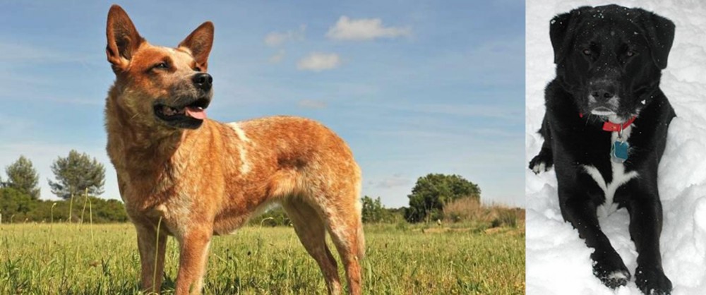 St. John's Water Dog vs Australian Red Heeler - Breed Comparison